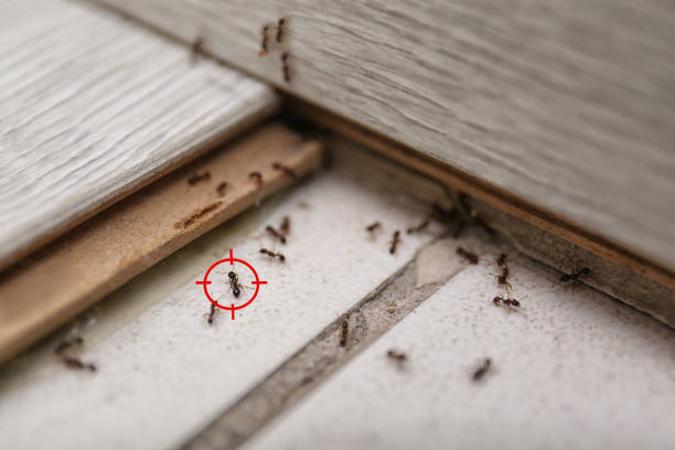 Best Pest Control Near Me in New Carlisle, IN